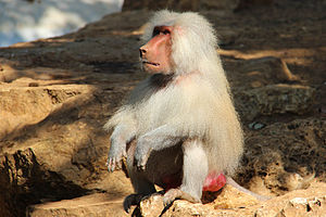 Hamadryas baboon.jpg