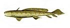 Orthacanthus BW.jpg