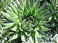 Aloe aristata.jpg