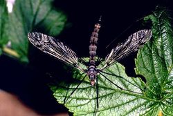 Cranefly.1web.jpg