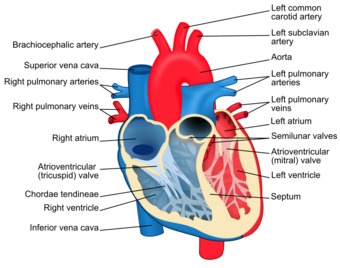 Heart diagram-en.svg