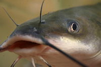 Ictalurus punctatus1.jpg