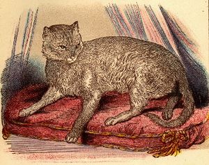 Illustration of the so-called first abyssinian cat, Zula, from the book by Dr. W. Gordon Stables: Cats, Their Points and Characteristics and Curiosities of Cat Life, 1874