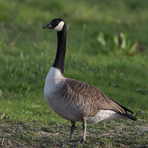 Kanadagans Branta canadensis.jpg