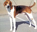 "A mostly white dog with black and brown markings faces left with its head turned to the camera."