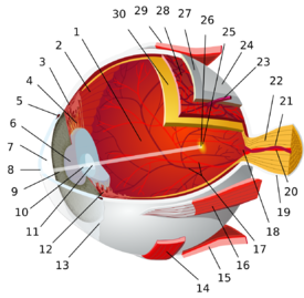 1:posterior segment 2:ora serrata 3:ciliary muscle 4:ciliary zonules 5:Schlemm's canal 6:pupil 7:anterior chamber 8:cornea 9:iris 10:lens cortex 11:lens nucleus 12:ciliary process 13:conjunctiva 14:inferior oblique muscule 15:inferior rectus muscule 16:medial rectus muscle 17:retinal arteries and veins 18:optic disc 19:dura mater 20:central retinal artery 21:central retinal vein 22:optic nerve 23:vorticose vein 24:bulbar sheath 25:macula 26:fovea  27:sclera 28:choroid 29:superior rectus muscle 30:retina