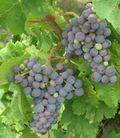 Carmenere grapes close.JPG