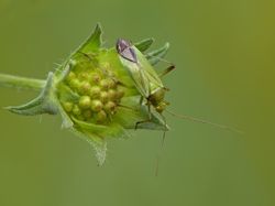 Calocoris affinis.jpg