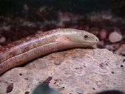 Slender glass lizard.jpg