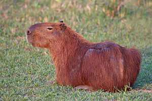 Capybara (Hydrochoerus hydrochaeris).JPG