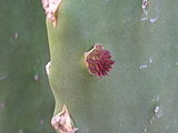 Prickly Pear 2.JPG