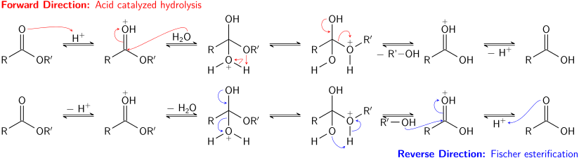 The acid-catalyzed hydrolysis of an ester and Fischer esterification correspond to two directions of an equilibrium process.