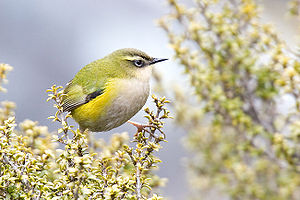 Rock wren.jpg