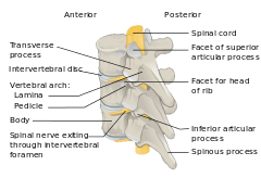 Vertebra Posterolateral-en.svg