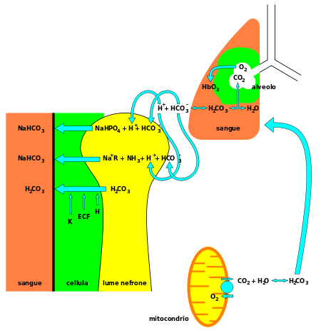 Riassorbimento bicarbonati e respirazione cellulare.svg