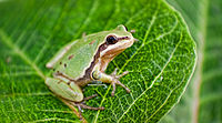 Hyla eximia.jpg