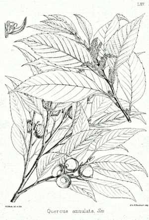 Quercus glauca Bra65.png