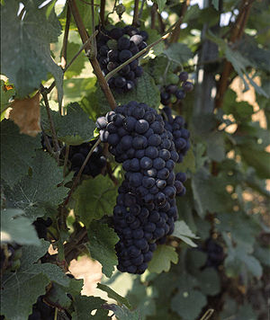 Pinot Meunier.jpg