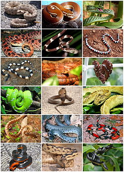 Snakes Diversity.jpg