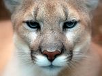 Cougar closeup.jpg