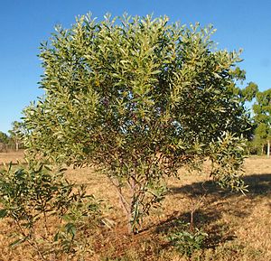 Acacia colei.jpg