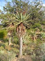 Aloe ferox.JPG