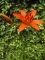 Flower: Western red lily