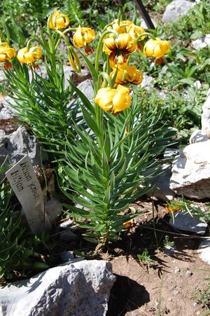 Lilium bosniacum.JPG