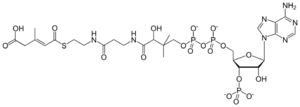 3-methylglutaconyl coenzyme A.svg