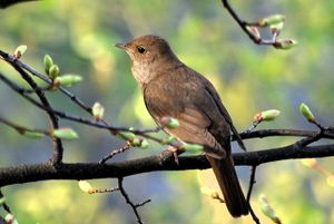 Nightingale of ancient Uglich.JPG