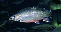 Salvelinus fontinalis.jpg