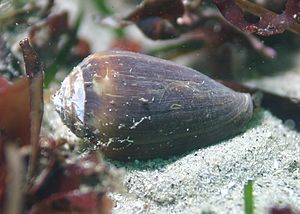 Conus californicus.jpg