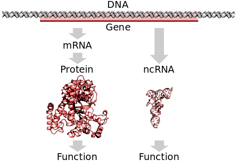 A protein-coding gene in DNA being transcribed and translated to a functional protein or a non-protein-coding gene being transcribed to a functional RNA