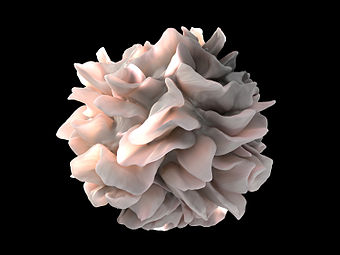 Dendritic cell revealed.jpg