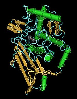 Hemocyanin2.jpg