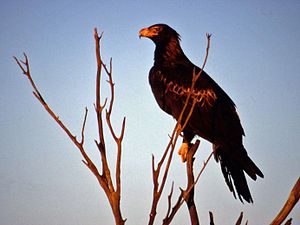 Wedge Tailed Eagle.jpg