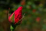 Rose bud (6027707280).jpg