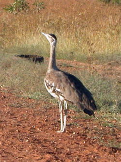 Australian Bustard.jpg