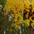 雨の日の紅葉