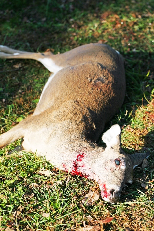 A dead deer ready for butchering.