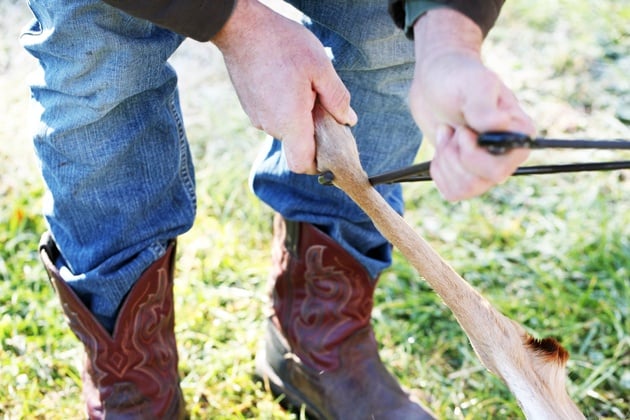 Inserting the gambrel behind the other hoof. 