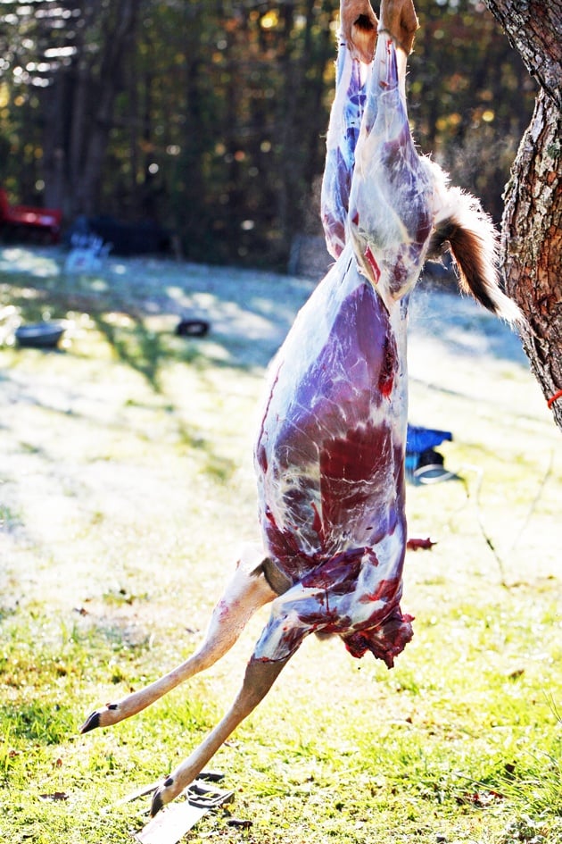 Deer is hanging after skinning. 