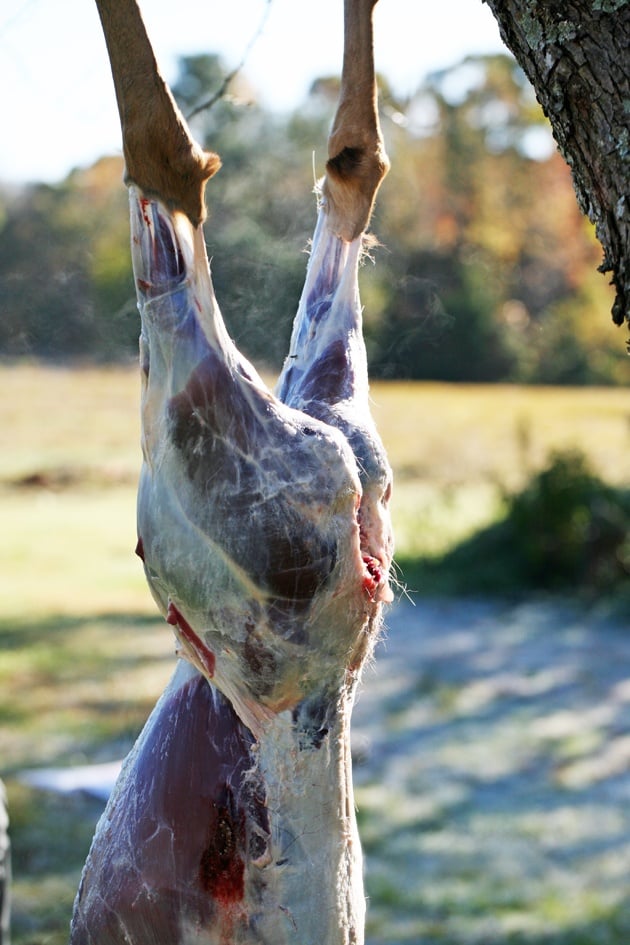 Deer is ready to wash. 