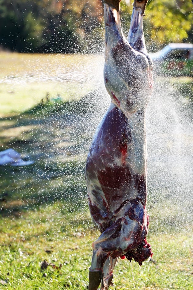 Washing the deer before butchering. 