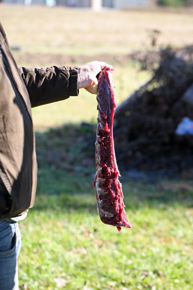 The back strap is ready for ice. 