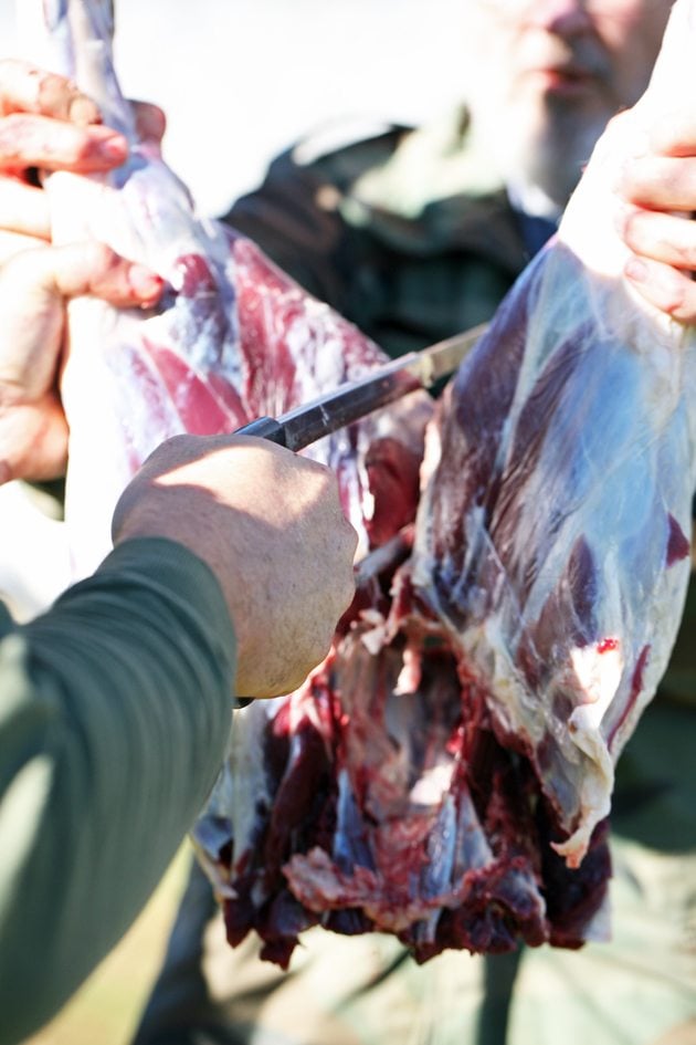 Sawing the bone between the back legs. 