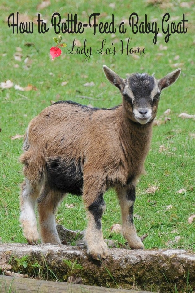 How to Bottle-Feed a Baby Goat