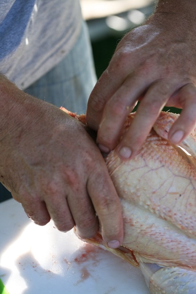 Starting to clean a chicken