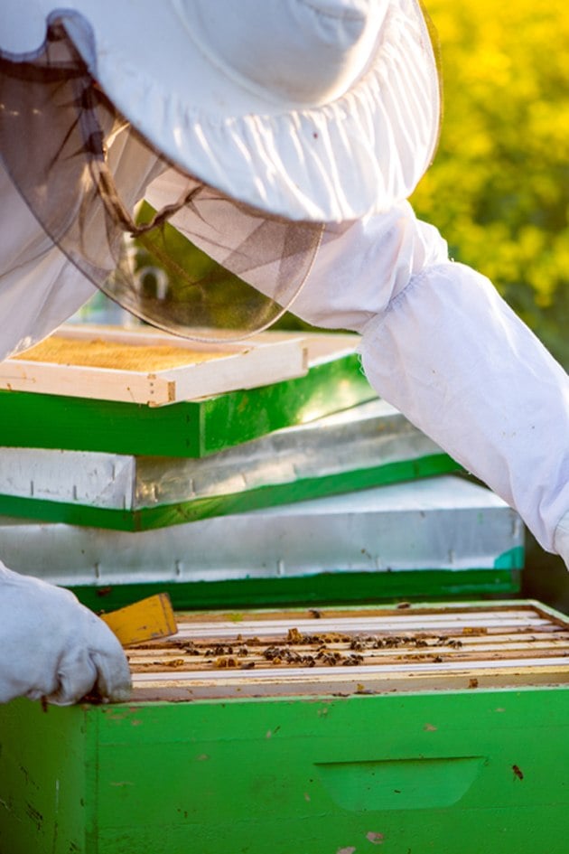 Beekeeping for Beginners: Langstroth Vs. Top-Bar Hives