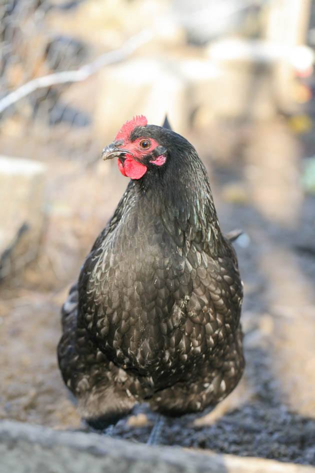 Black Australorp Chickens